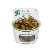Dennerle Echinodorus reni Plant-It