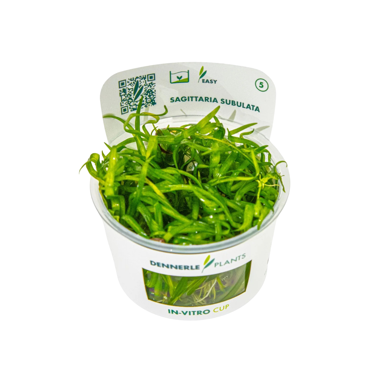 Dennerle Sagittaria subulata Plant-It