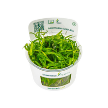 Dennerle Sagittaria subulata Plant-It