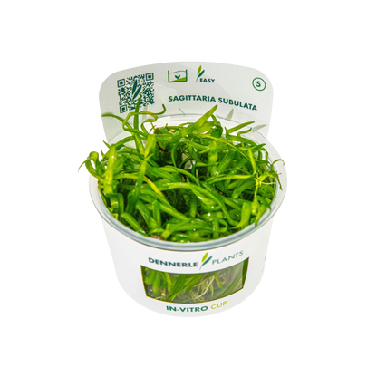 Dennerle Sagittaria subulata Plant-It