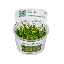 Dennerle Littorella uniflora Plant-It