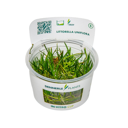 Dennerle Littorella uniflora Plant-It