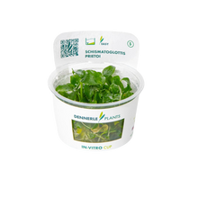 Dennerle Schismatoglottis prietoi Plant-It