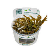 Dennerle Cryptocoryne wendtii 'Mi Oya' Plant-It