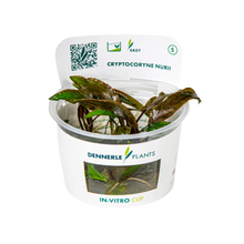 Dennerle Cryptocoryne nurii Plant-It