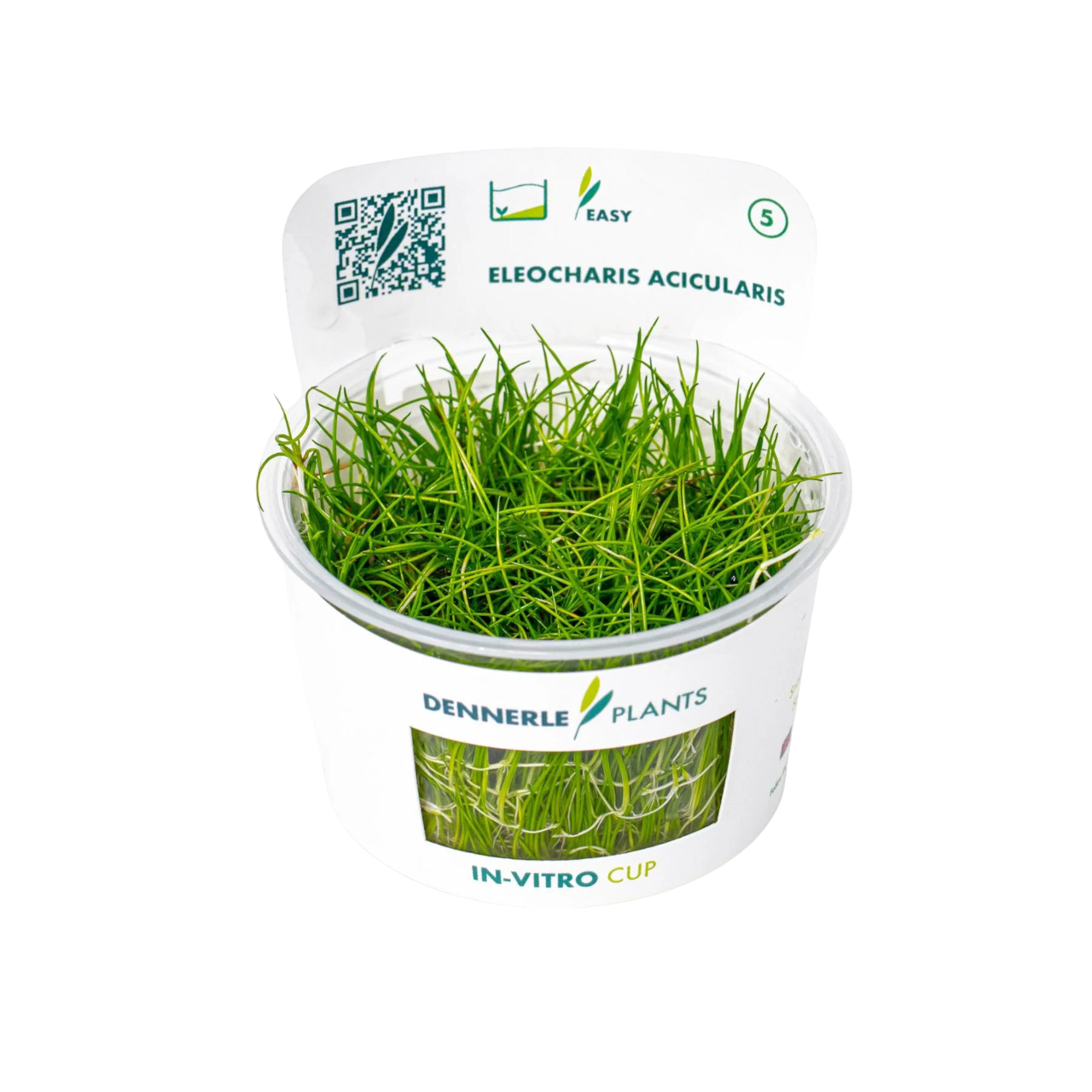 Dennerle Eleocharis acicularis Plant-It