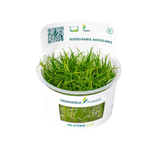 Dennerle Eleocharis acicularis Plant-It