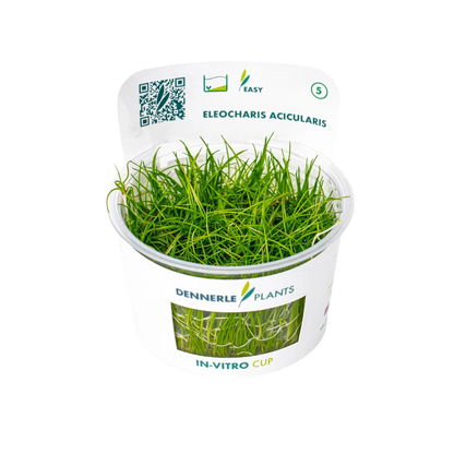 Dennerle Eleocharis acicularis Plant-It