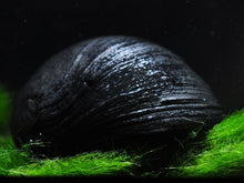 Black Helmet Snail