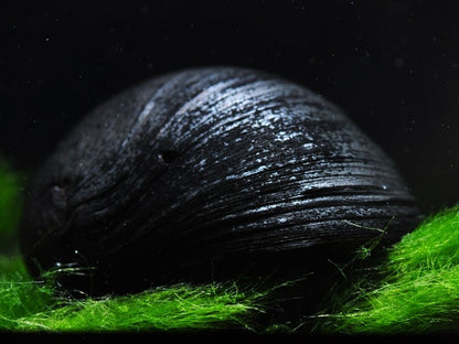 Black Helmet Snail