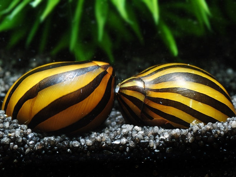 Zebra Nerite Aquarium Snail – Pro Shrimp