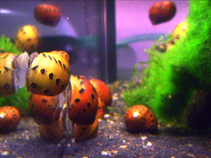Orange Track Nerite Snail