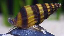 Assassin Snail
