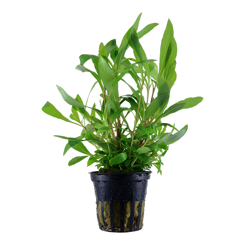 Hygrophila Siamensis 53B Tropica (Single Package)