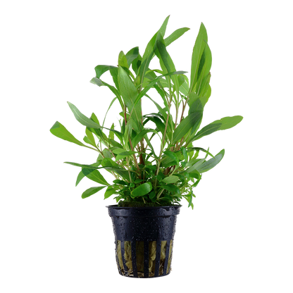 Hygrophila Siamensis 53B Tropica (Single Package)