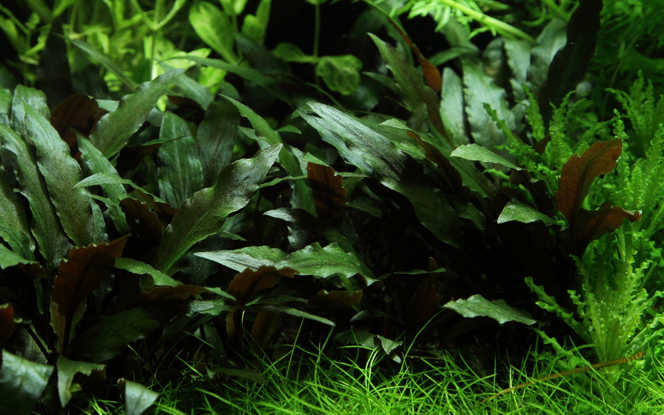 Cryptocoryne beckettii 'Petchii' Tropica