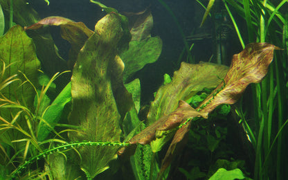 XL Echinodorus Ozelot Tropica