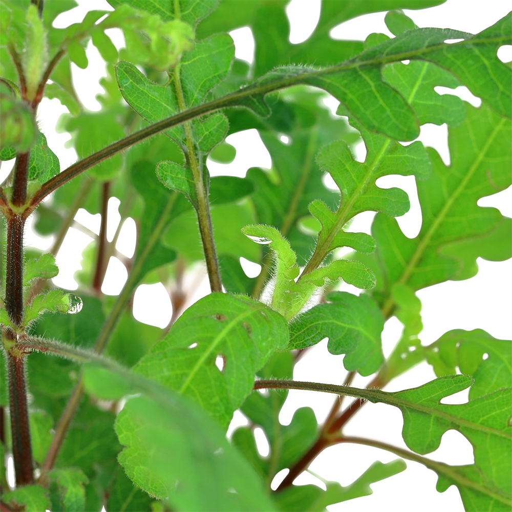 Hygrophila pinnatifida Tropica