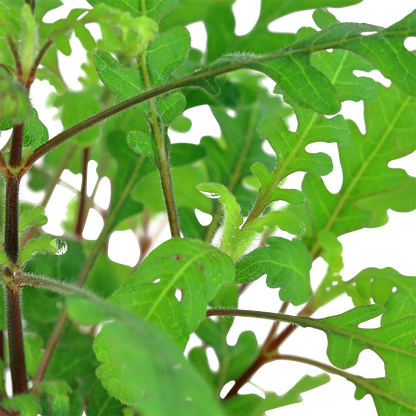 Hygrophila pinnatifida Tropica