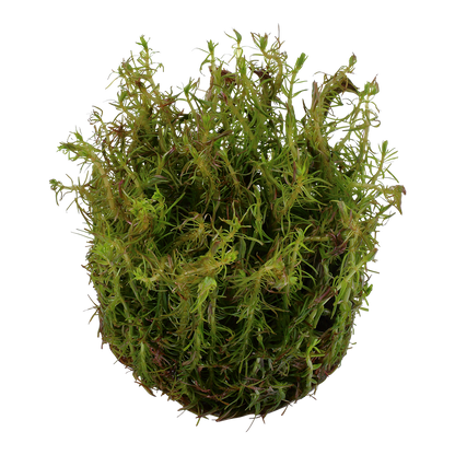 Dennerle Rotala wallichii Plant-It