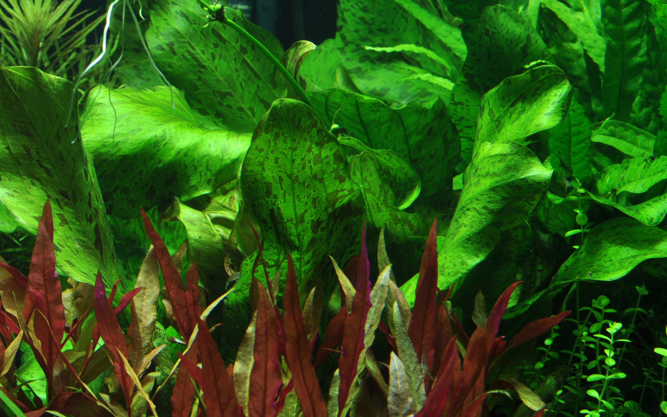 Echinodorus Ozelot Green Tropica