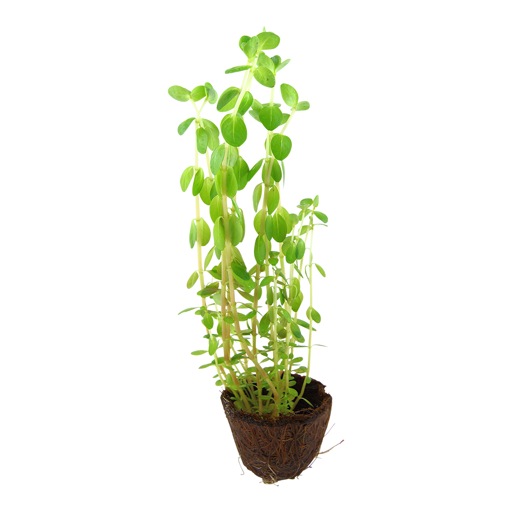 Tropica Rotala rotundifolia Mini Pot