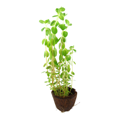 Tropica Rotala rotundifolia Mini Pot