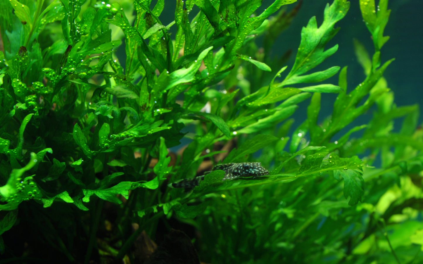 Bolbitis heudelotii Tropica