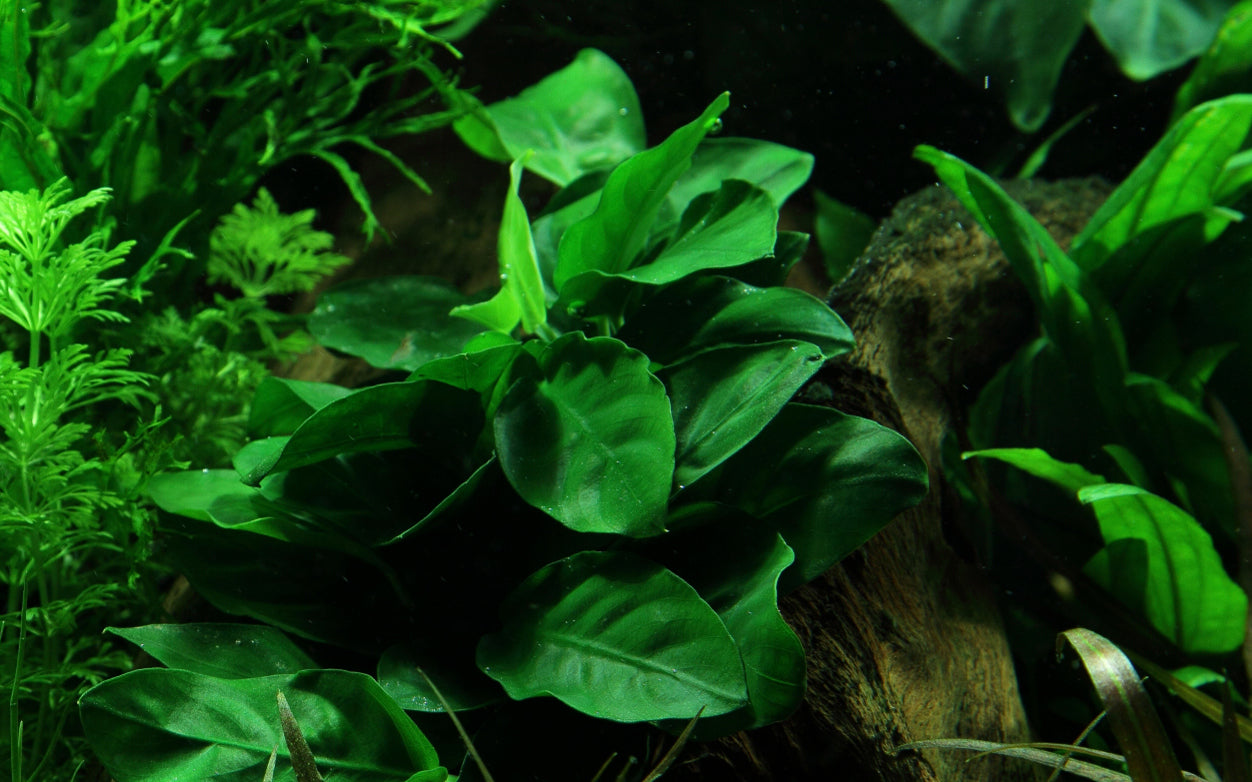 Anubias nana on Lava Rock Tropica