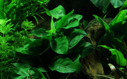 Anubias nana on Lava Rock Tropica