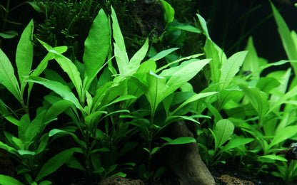 Hygrophila Siamensis 53B Tropica