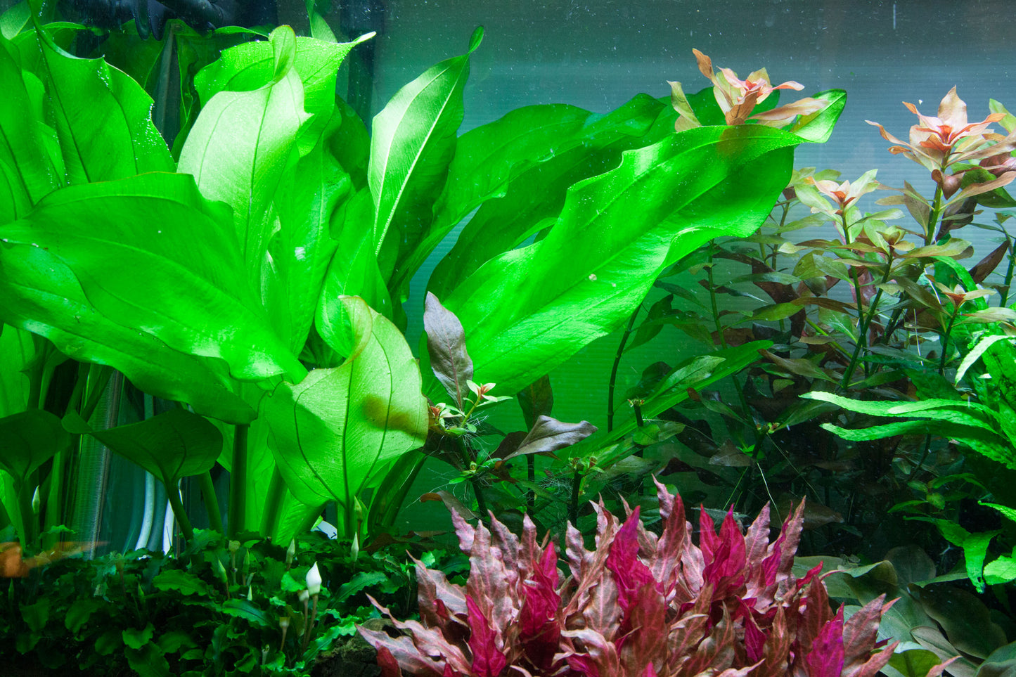 Echinodorus cordifolius 'Fluitans' Tropica