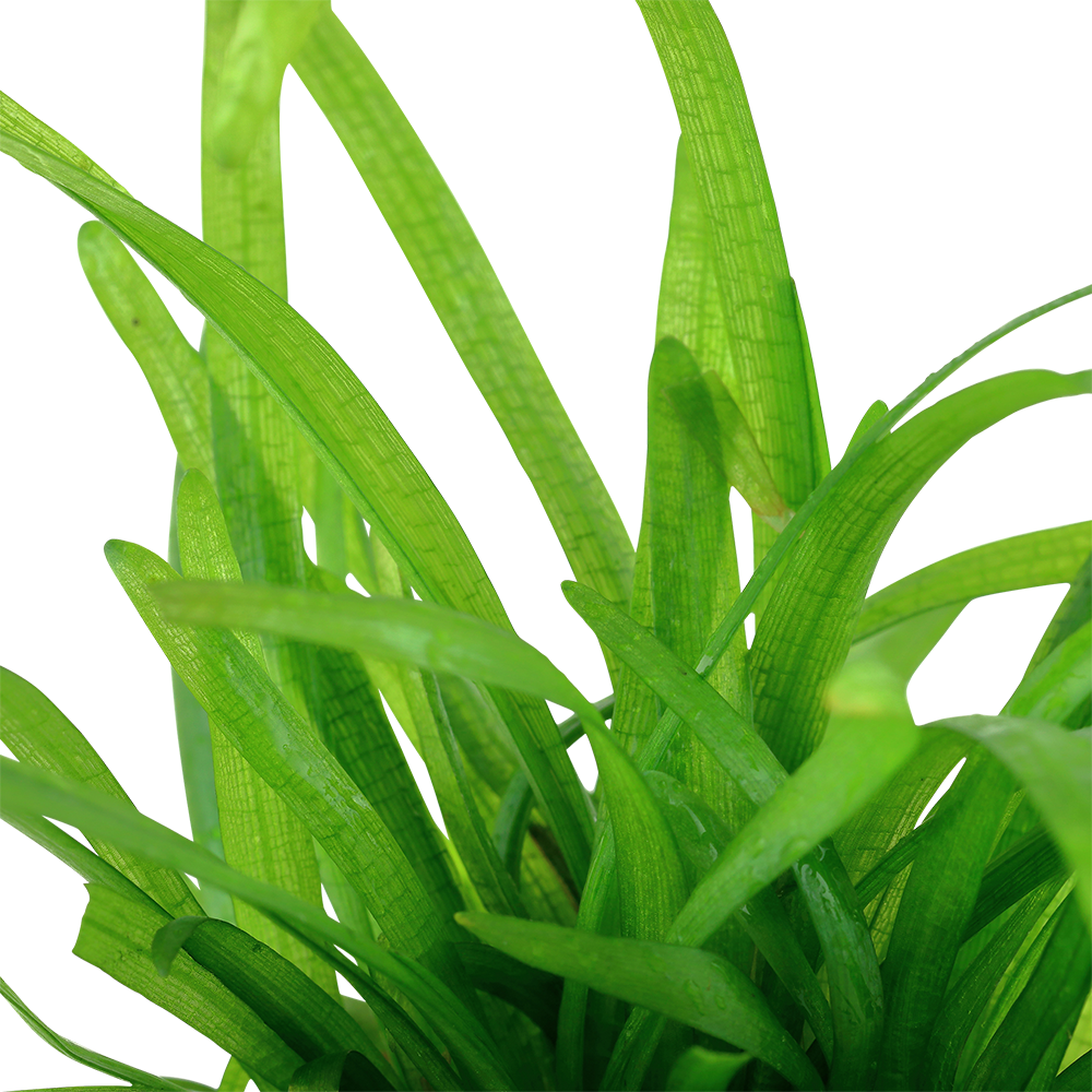 Sagittaria subulata Tropica