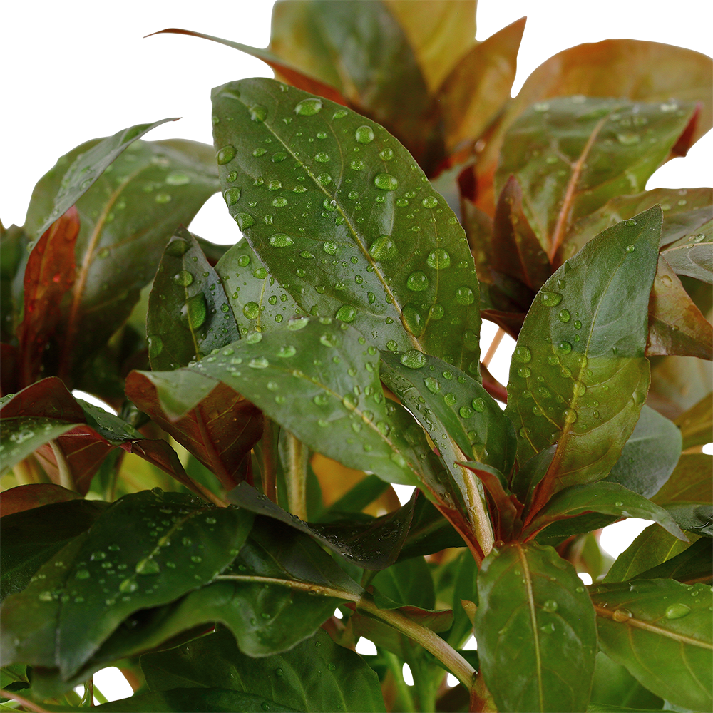 Ludwigia glandulosa Tropica
