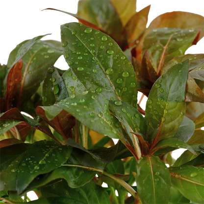 Ludwigia glandulosa Tropica