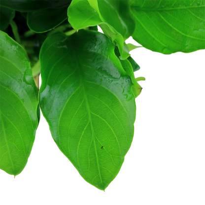 Anubias nana Large Tropica
