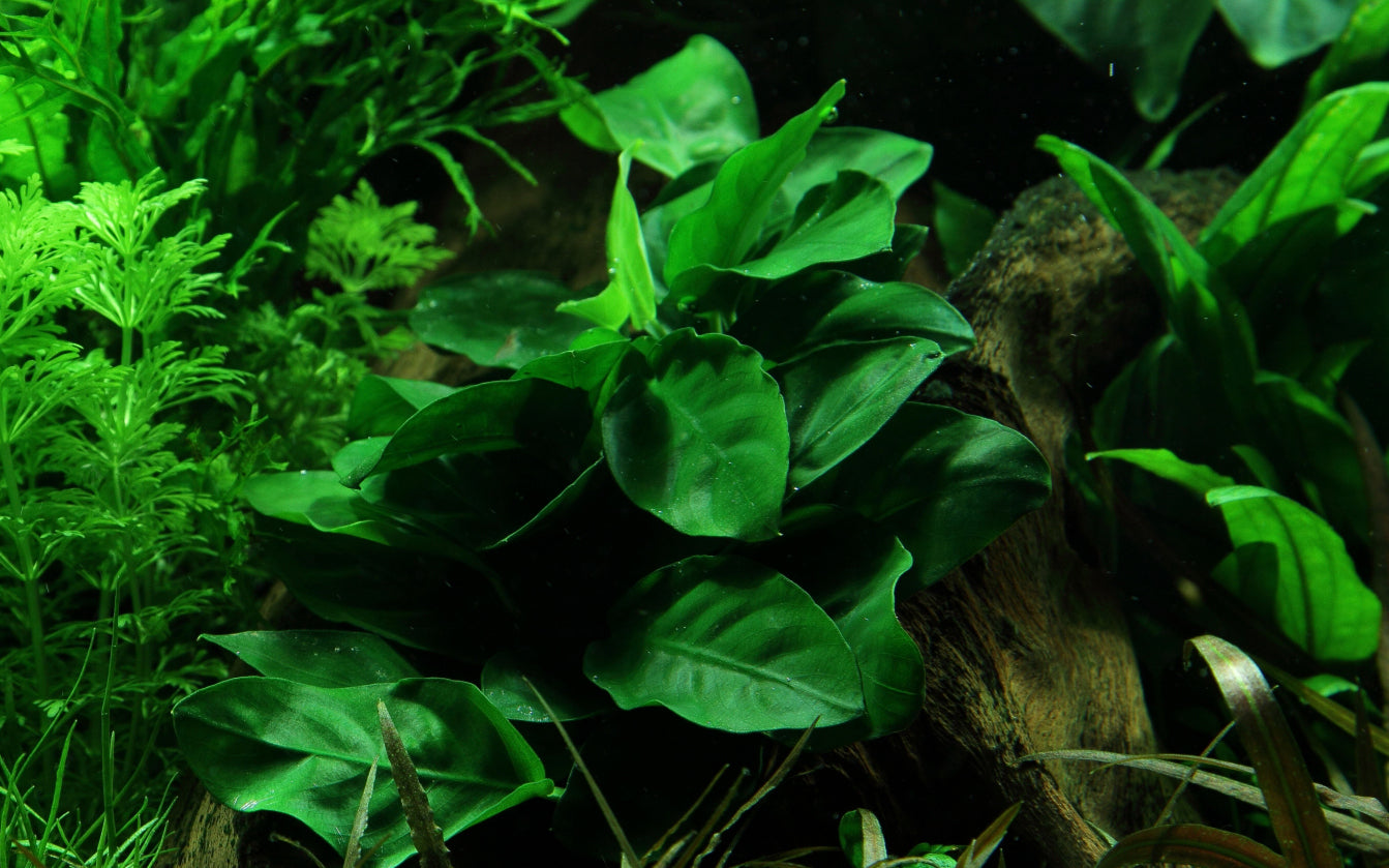Anubias barteri Nana Tropica (Single Package)