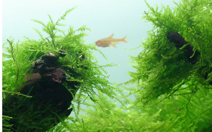 Tropica Taxiphyllum barbieri Java Moss PORTION