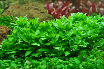 Staurogyne repens Tropica (Single Package)