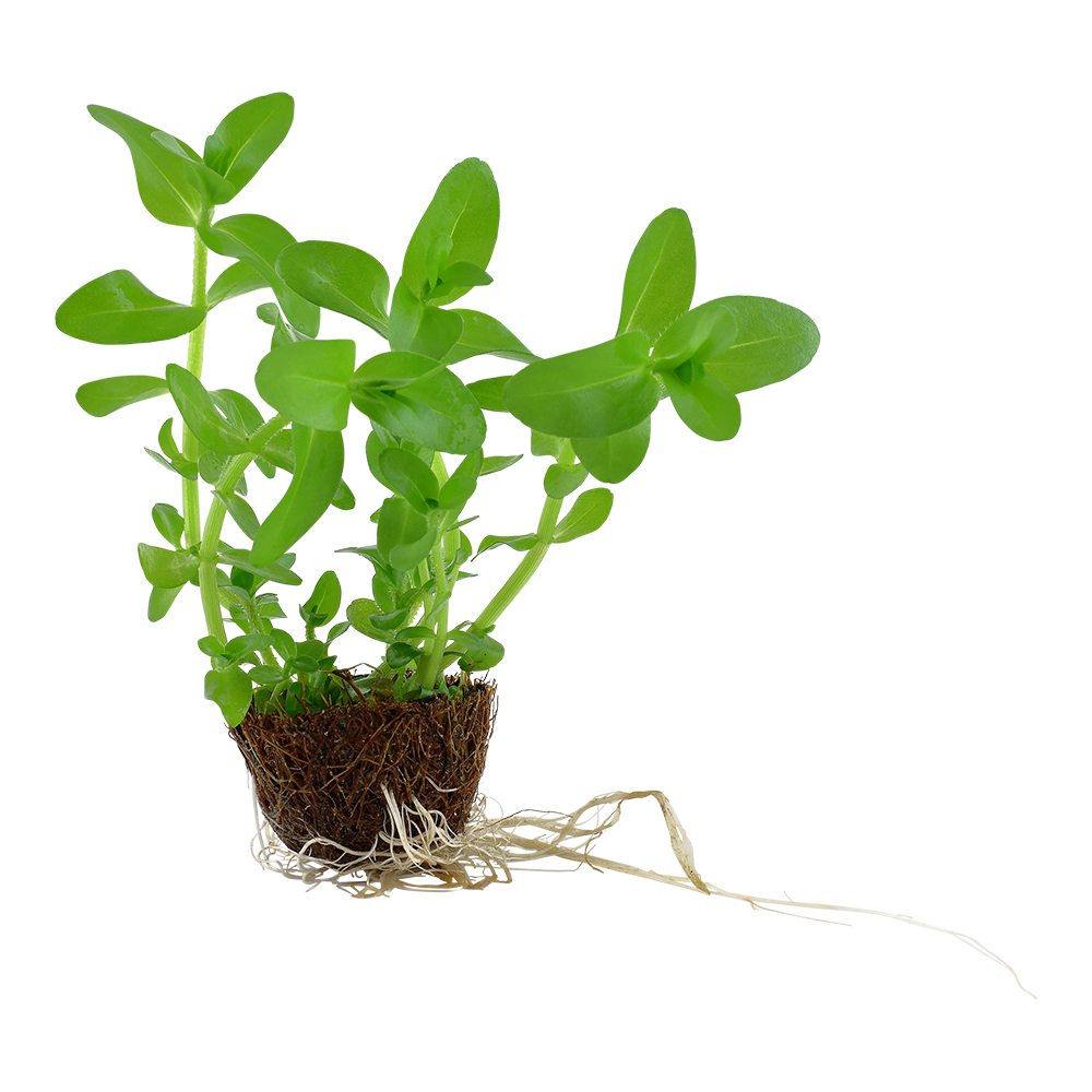Tropica Bacopa caroliniana Mini Pot