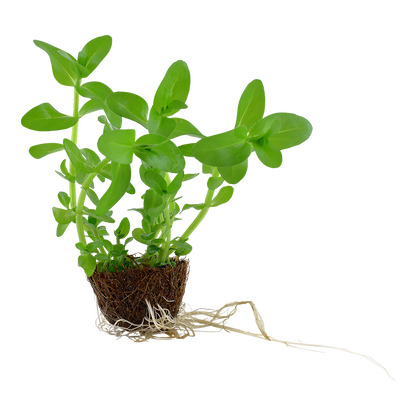 Tropica Bacopa caroliniana Mini Pot