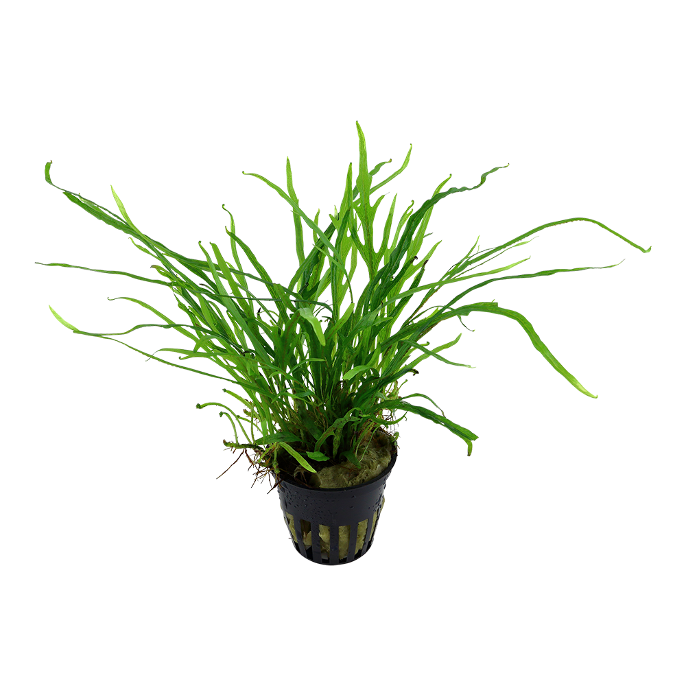 Microsorum pteropus Trident AQUADIP