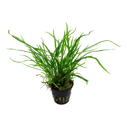 Microsorum pteropus Trident AQUADIP