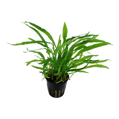 Microsorum pteropus Narrow Leaf Tropica Java Fern