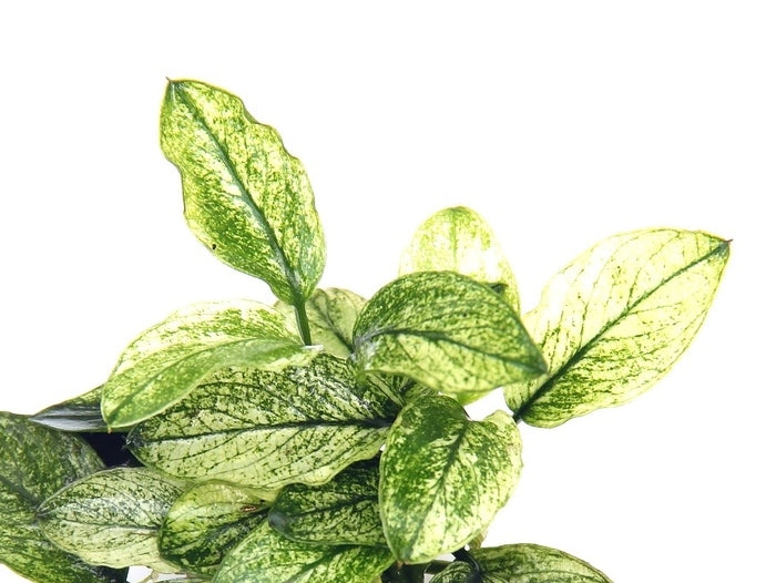 Anubias nana Pinto Tropica