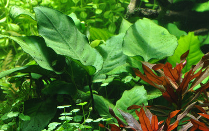 XL Anubias barteri caladifolia Tropica