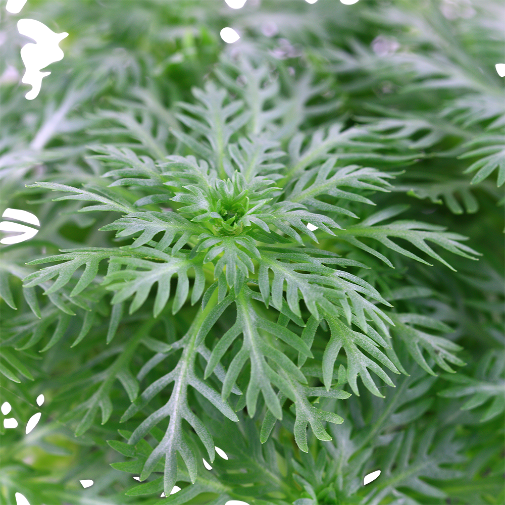Hottonia palustris Tropica