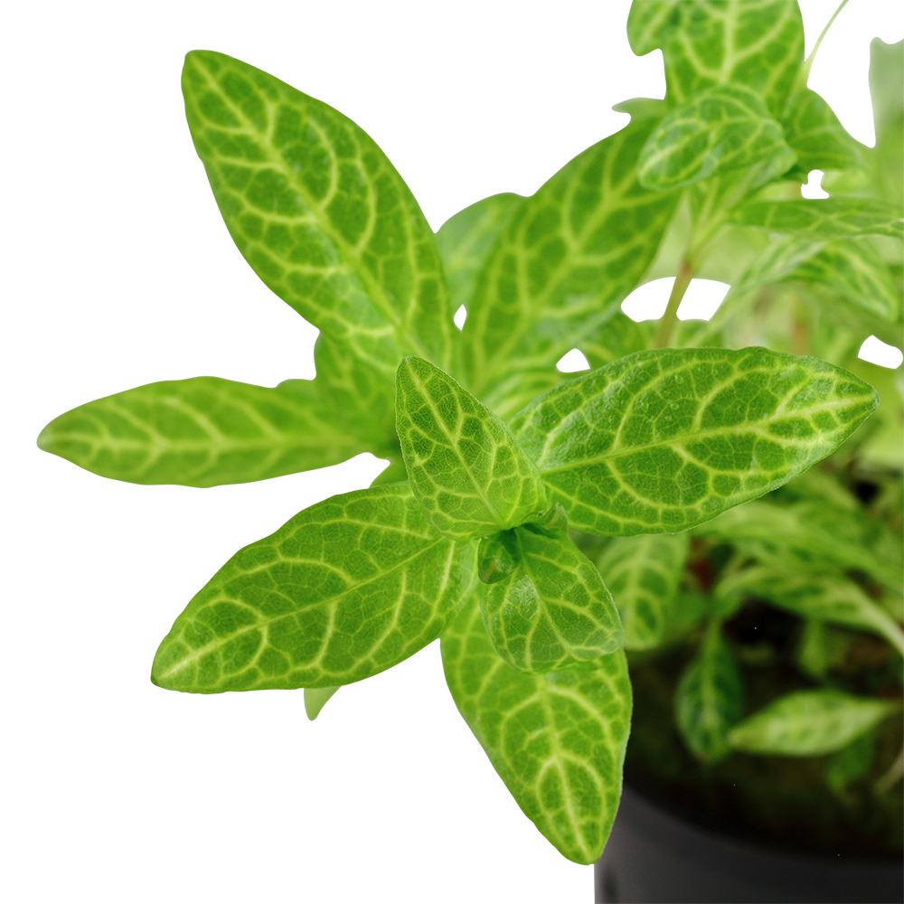 Hygrophila polysperma Rosanervig Tropica