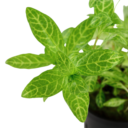 Hygrophila polysperma Rosanervig Tropica