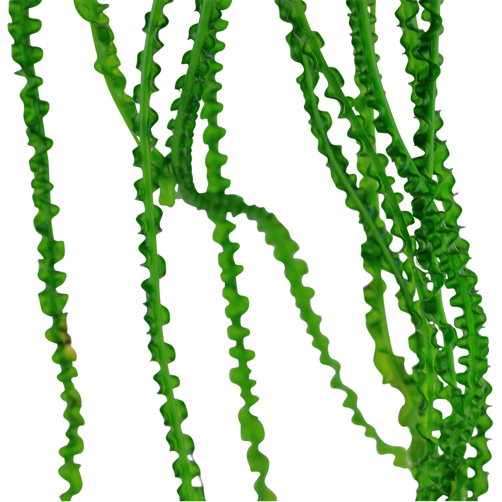 Crinum calamistratum Tropica